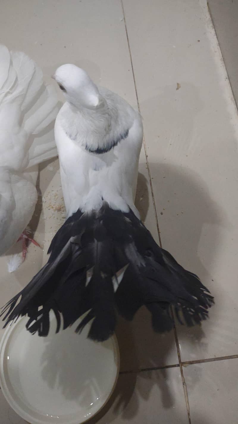 pigeon for sale and tread 1