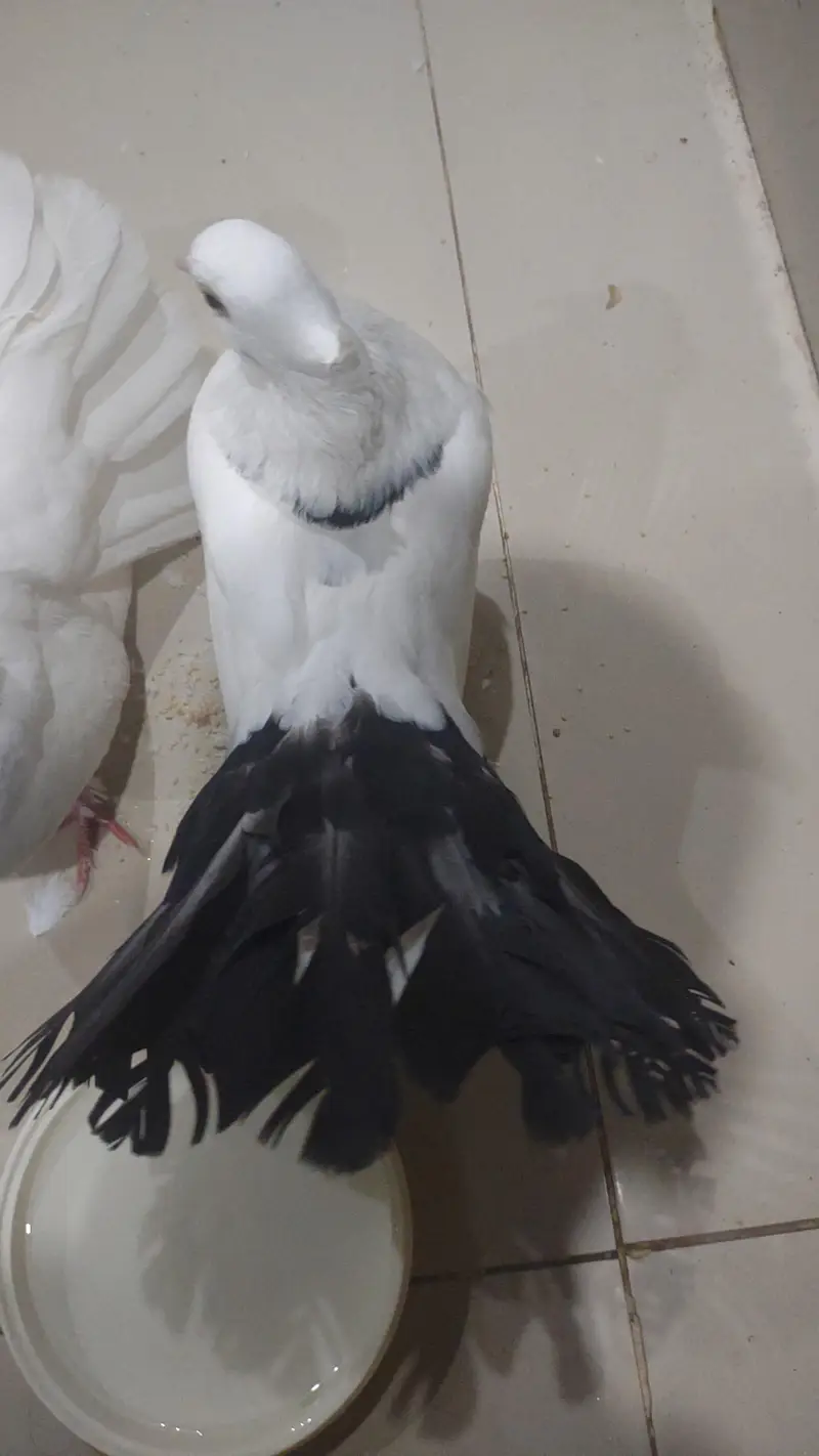 pigeon for sale and tread — photo 2