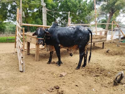 bachre for sale