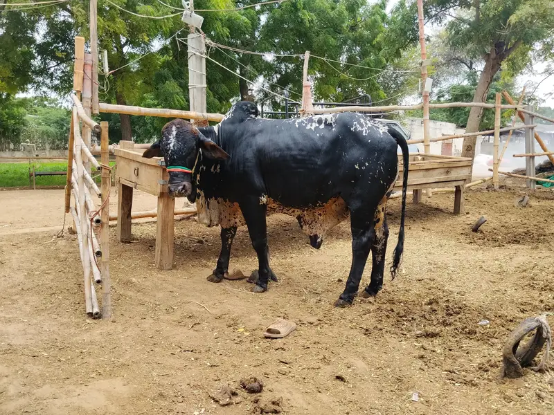 bachre for sale