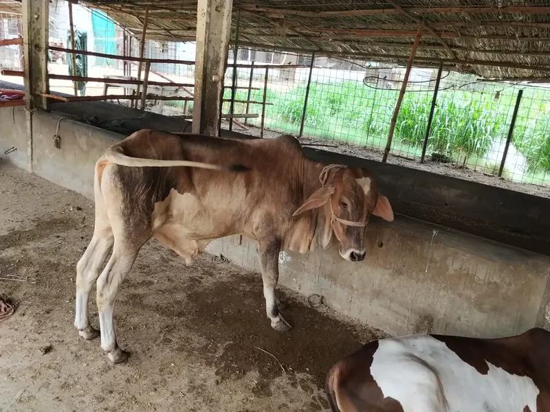 bachre for sale — photo 3