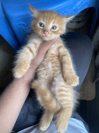 persian kittens