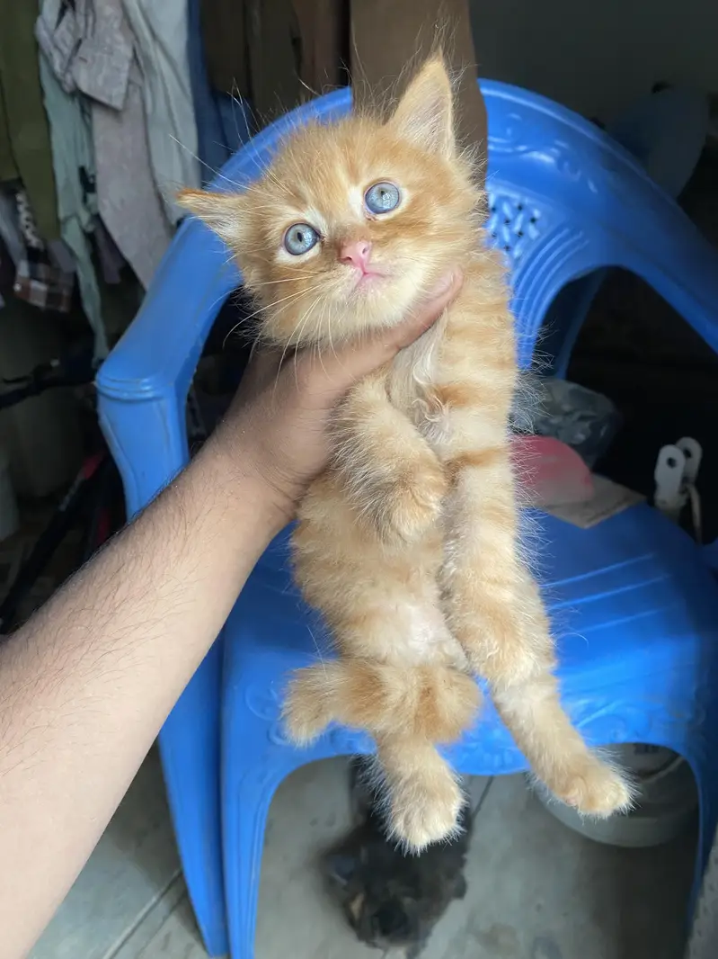 persian kittens — photo 2