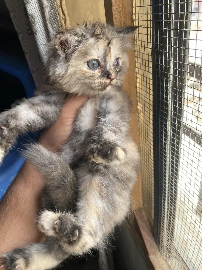 persian kittens — photo 3
