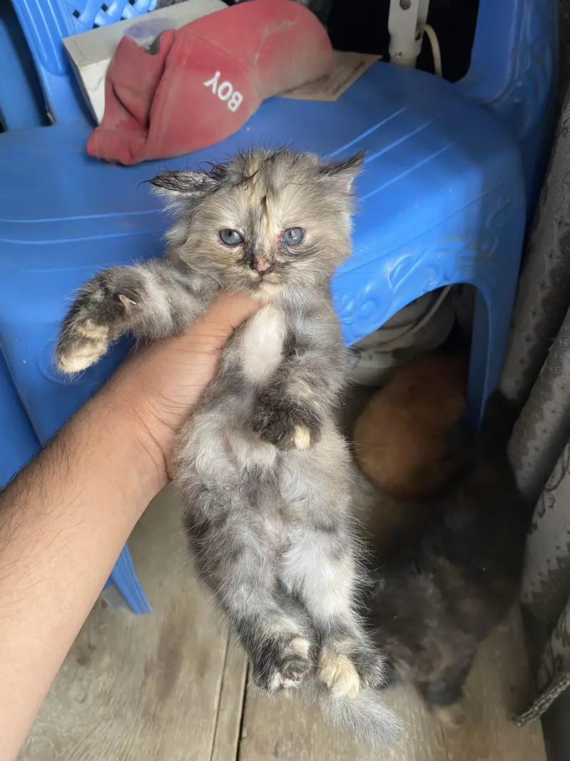 persian kittens — photo 4