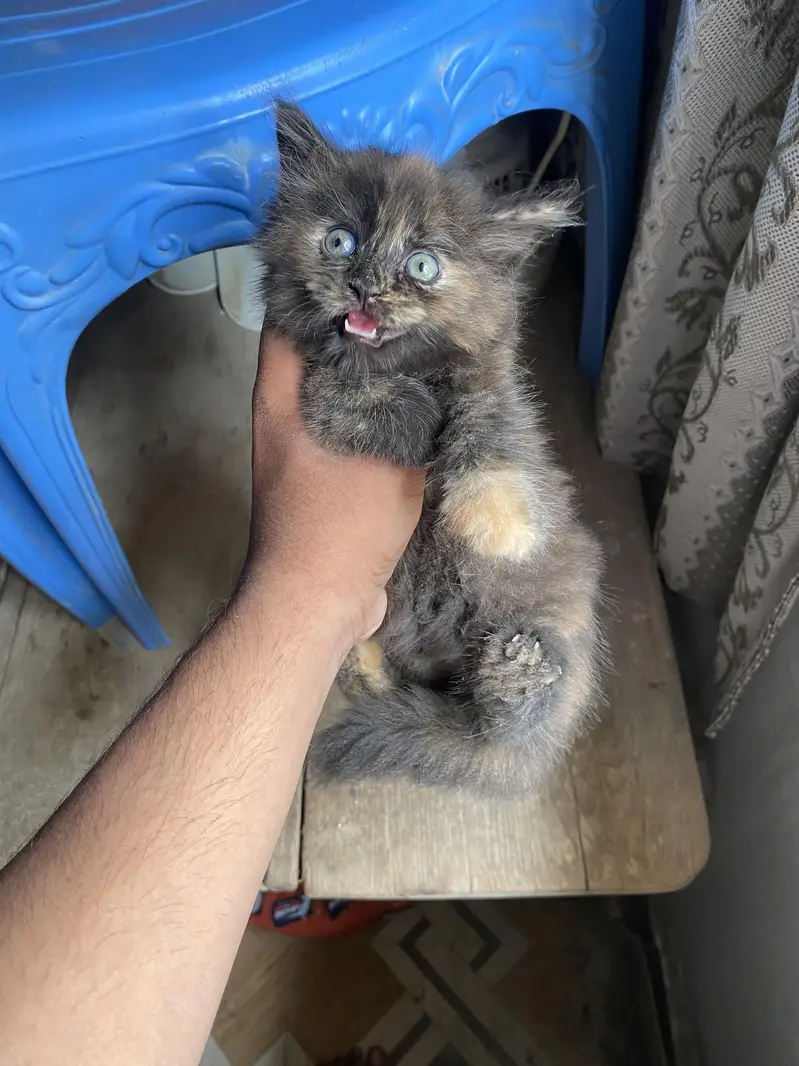 persian kittens — photo 5