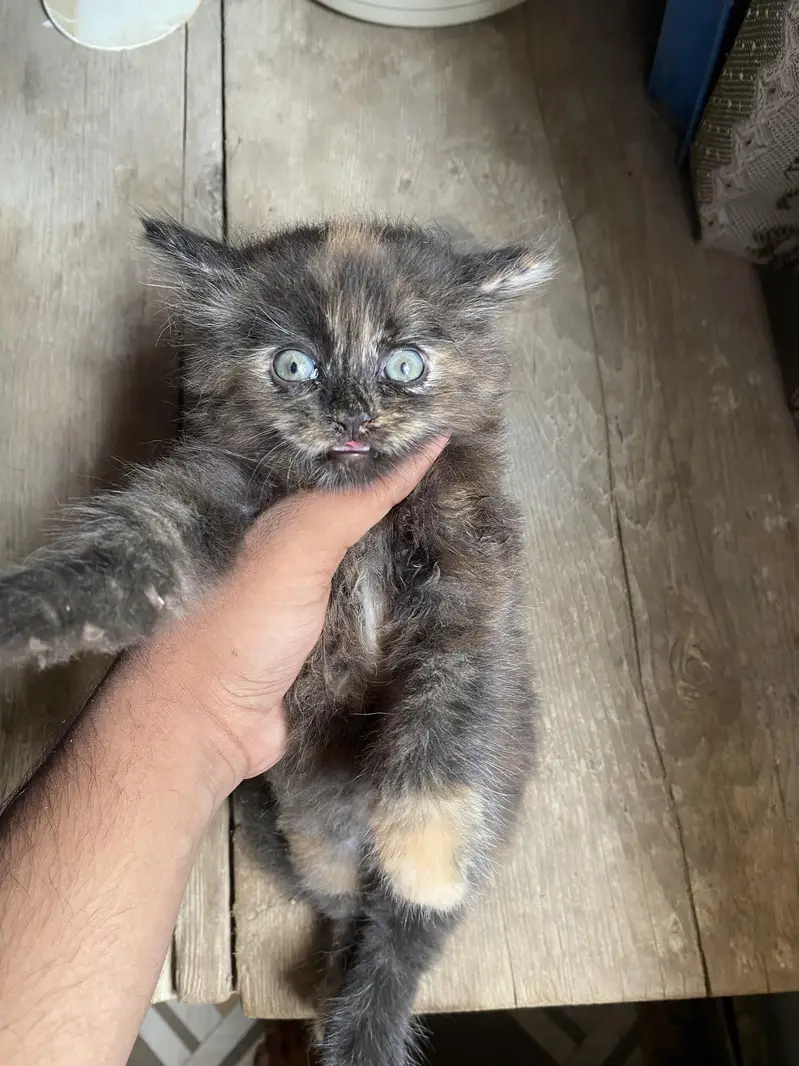 persian kittens — photo 6