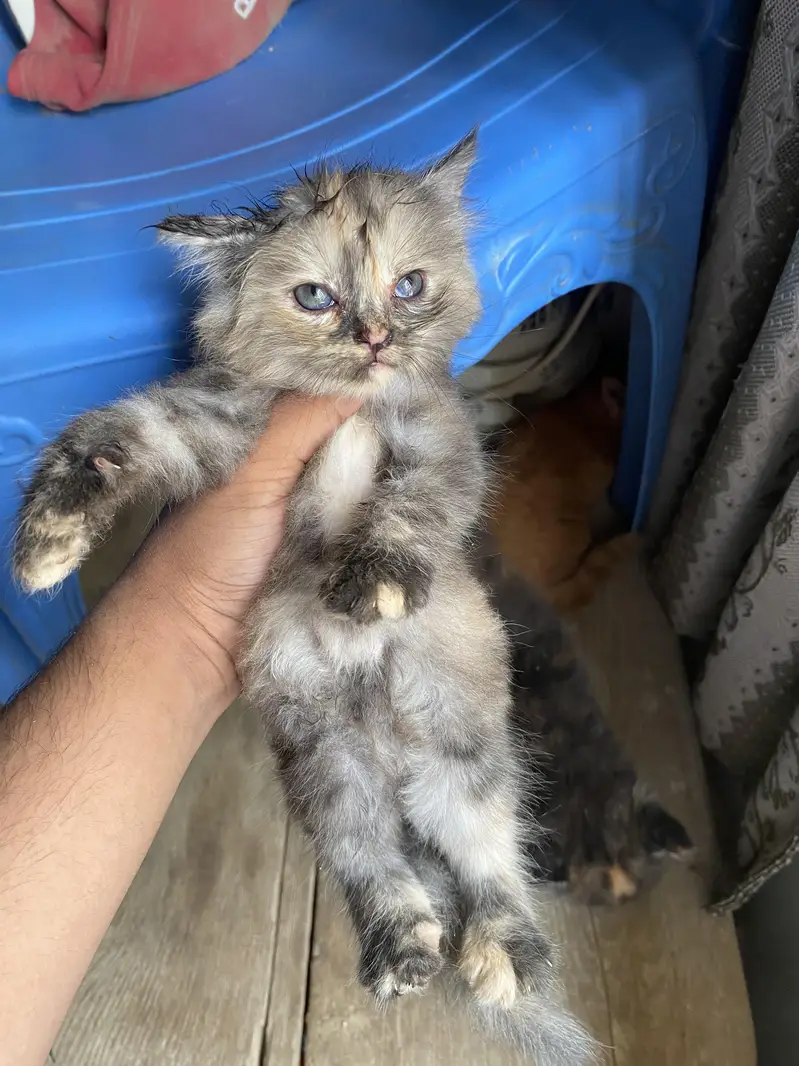 persian kittens — photo 7