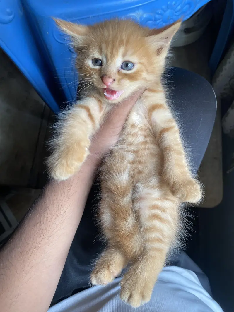 persian kittens — photo 8