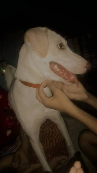Russain dog sale