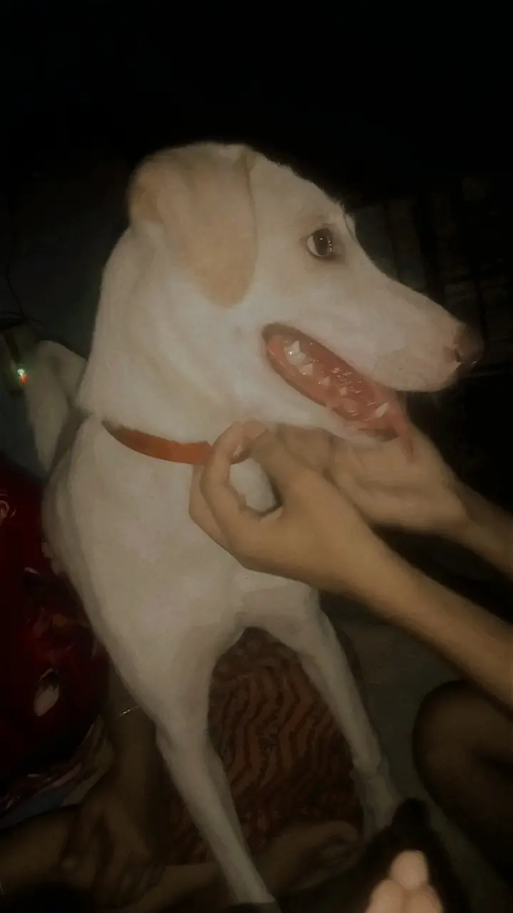 Russain dog sale