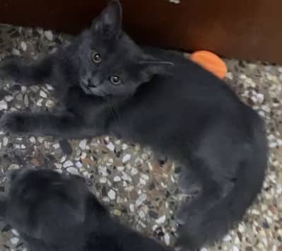 British Shorthair Kitten