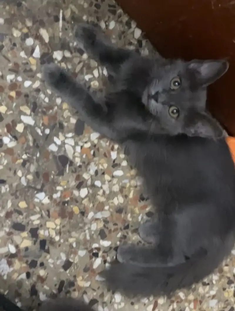 British Shorthair Kitten — photo 2