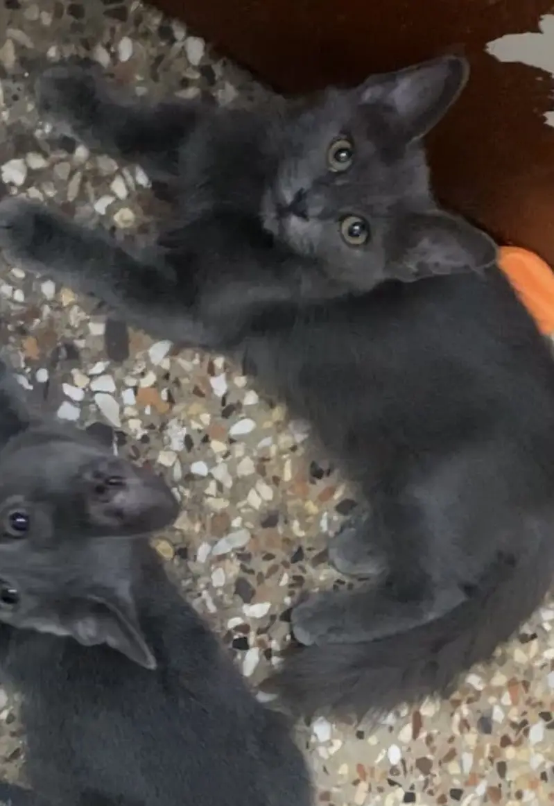 British Shorthair Kitten — photo 3
