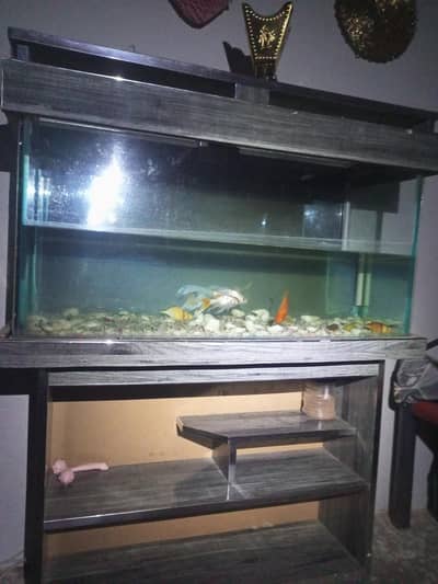 fish aquarium with 3 goldfish 4 foot number 03177907437