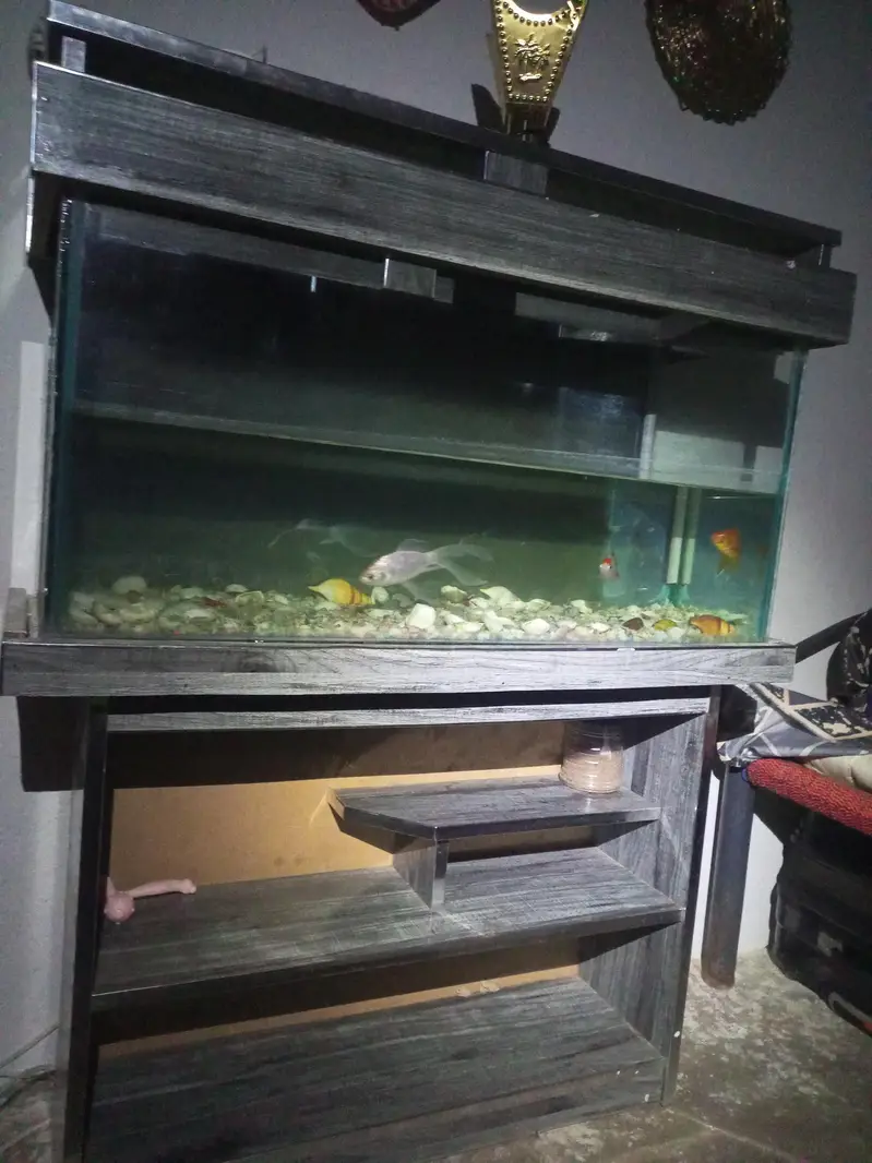fish aquarium with 3 goldfish 4 foot number 03177907437 — photo 2