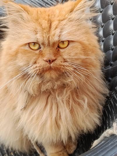 Persian 3rble coat