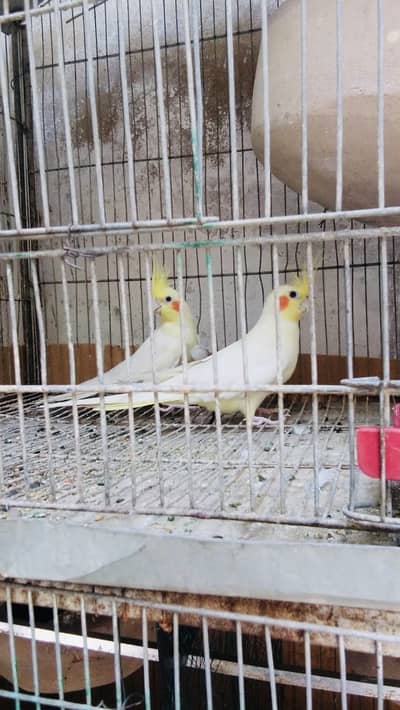 Cream Cockatiel Breeder Pair Healthy and Active