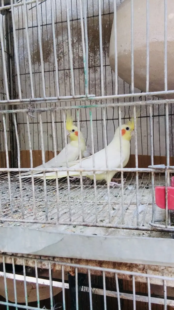 Cream Cockatiel Breeder Pair Healthy and Active