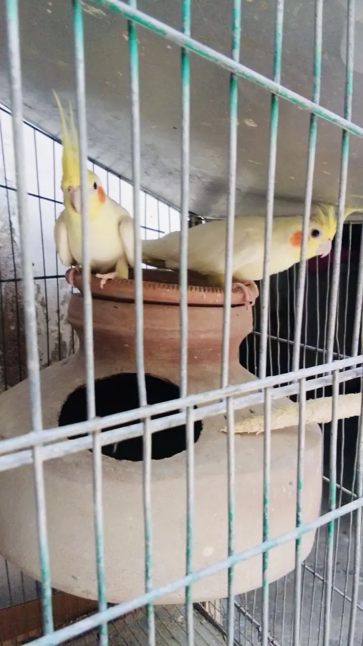 Cream Cockatiel Breeder Pair Healthy and Active — photo 2