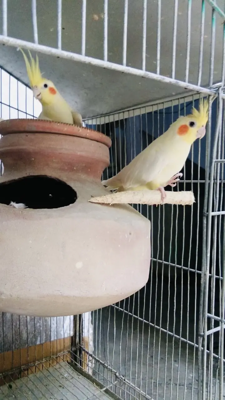 Cream Cockatiel Breeder Pair Healthy and Active — photo 3
