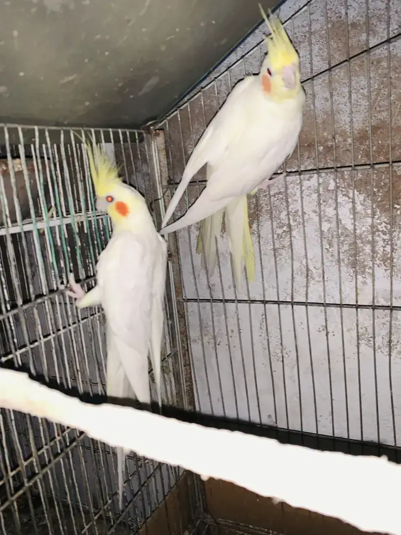Cream Cockatiel Breeder Pair Healthy and Active — photo 4