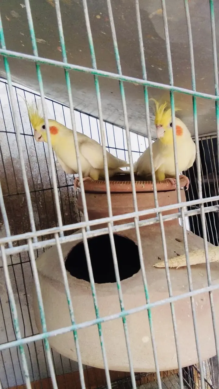 Cream Cockatiel Breeder Pair Healthy and Active — photo 5