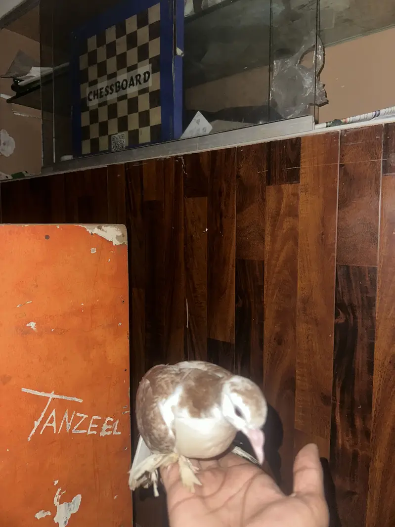 All hand tame contact me in Lahore 03253704092 whatapp — photo 2