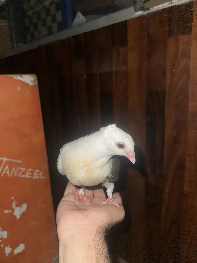 All hand tame contact me in Lahore 03253704092 whatapp — photo 3
