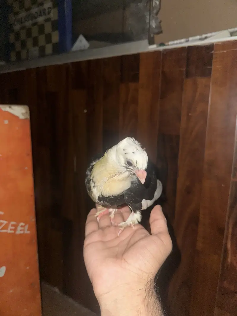 All hand tame contact me in Lahore 03253704092 whatapp — photo 4