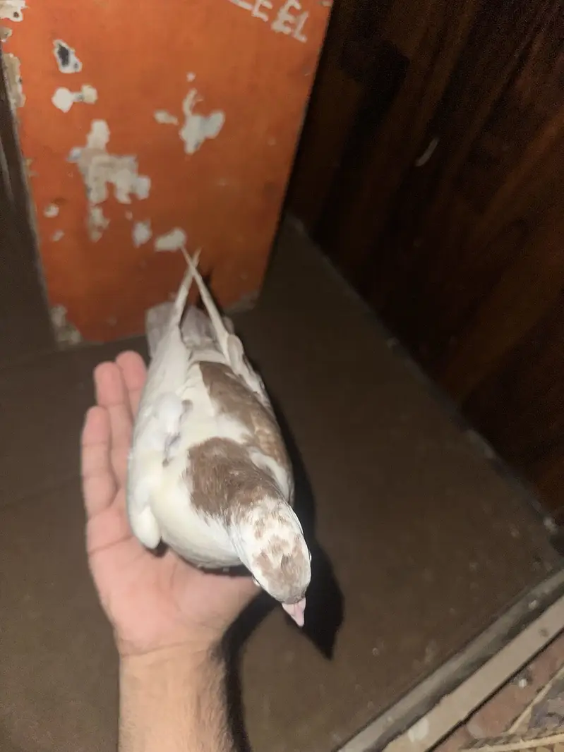 All hand tame contact me in Lahore 03253704092 whatapp — photo 5