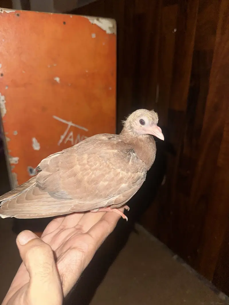 All hand tame contact me in Lahore 03253704092 whatapp — photo 8