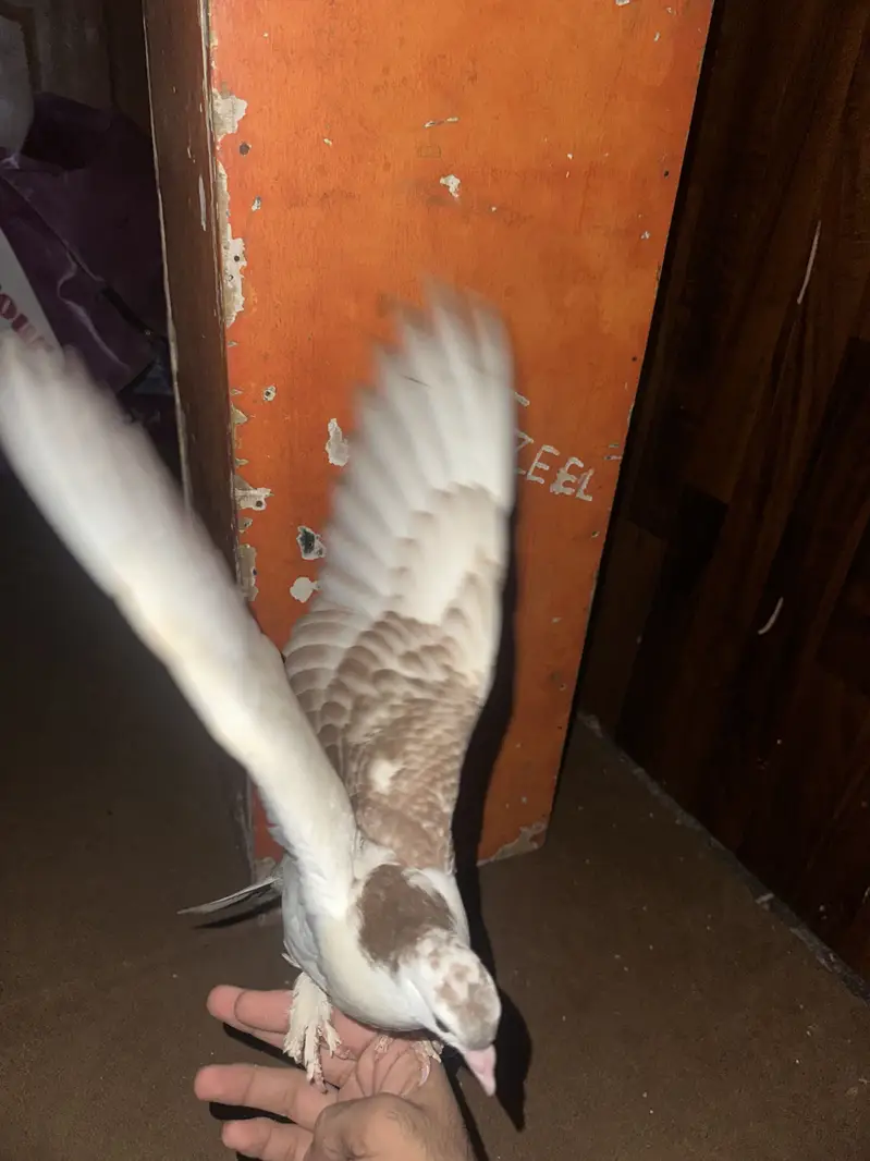 All hand tame contact me in Lahore 03253704092 whatapp — photo 11