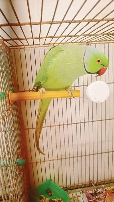 Green ringneck 100% breeder male available