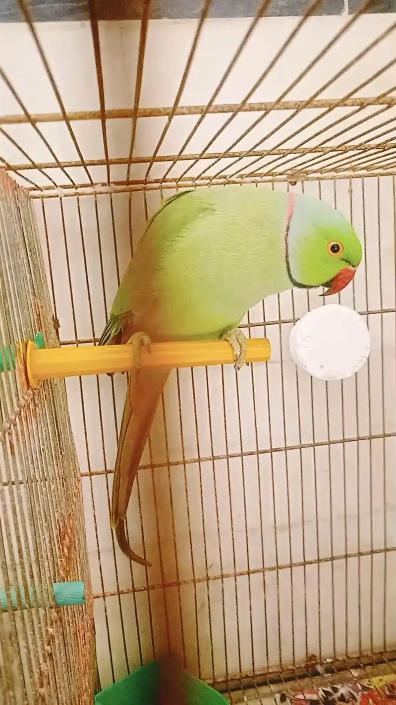 Green ringneck 100% breeder male available — photo 2