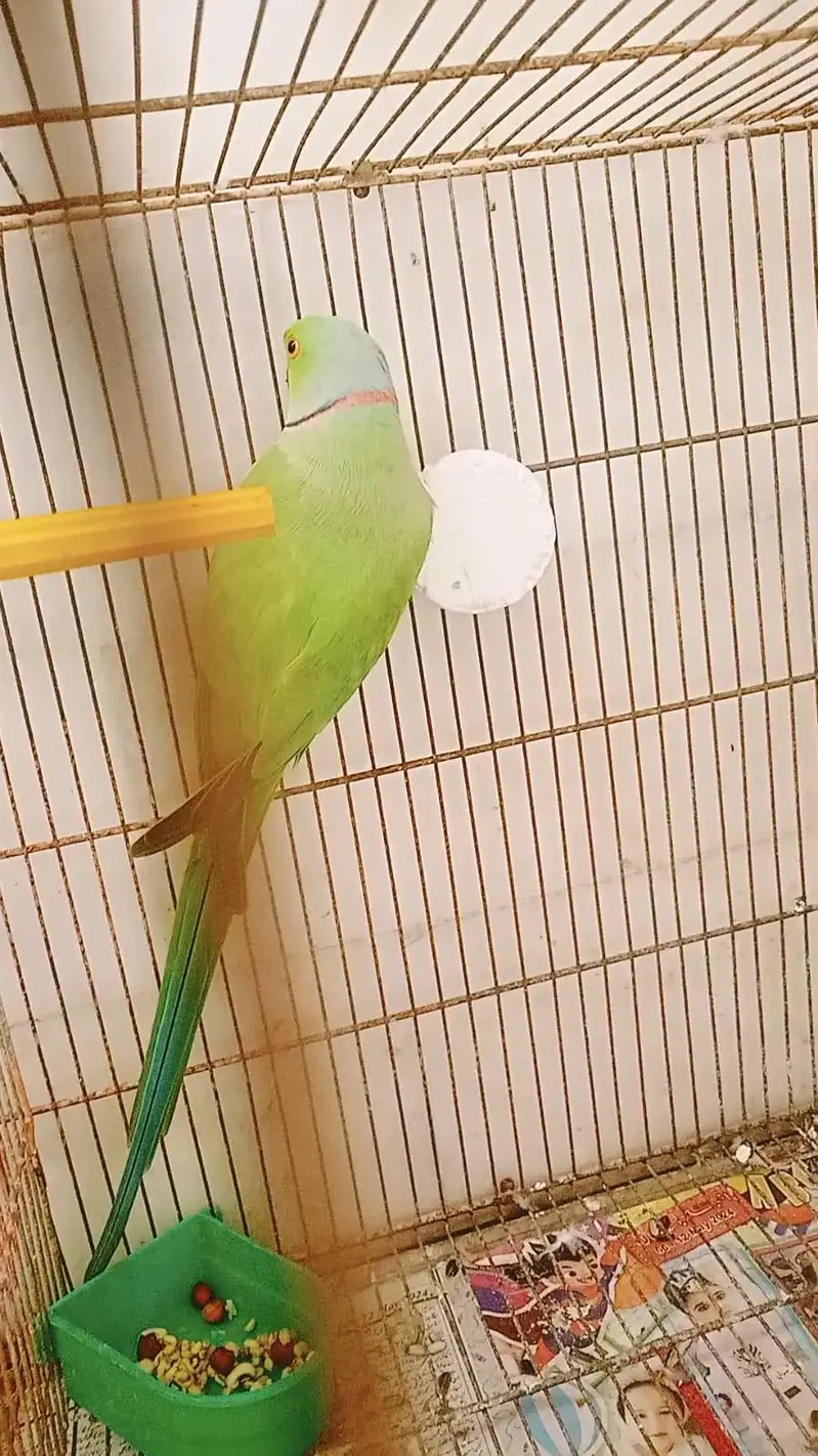 Green ringneck 100% breeder male available — photo 3