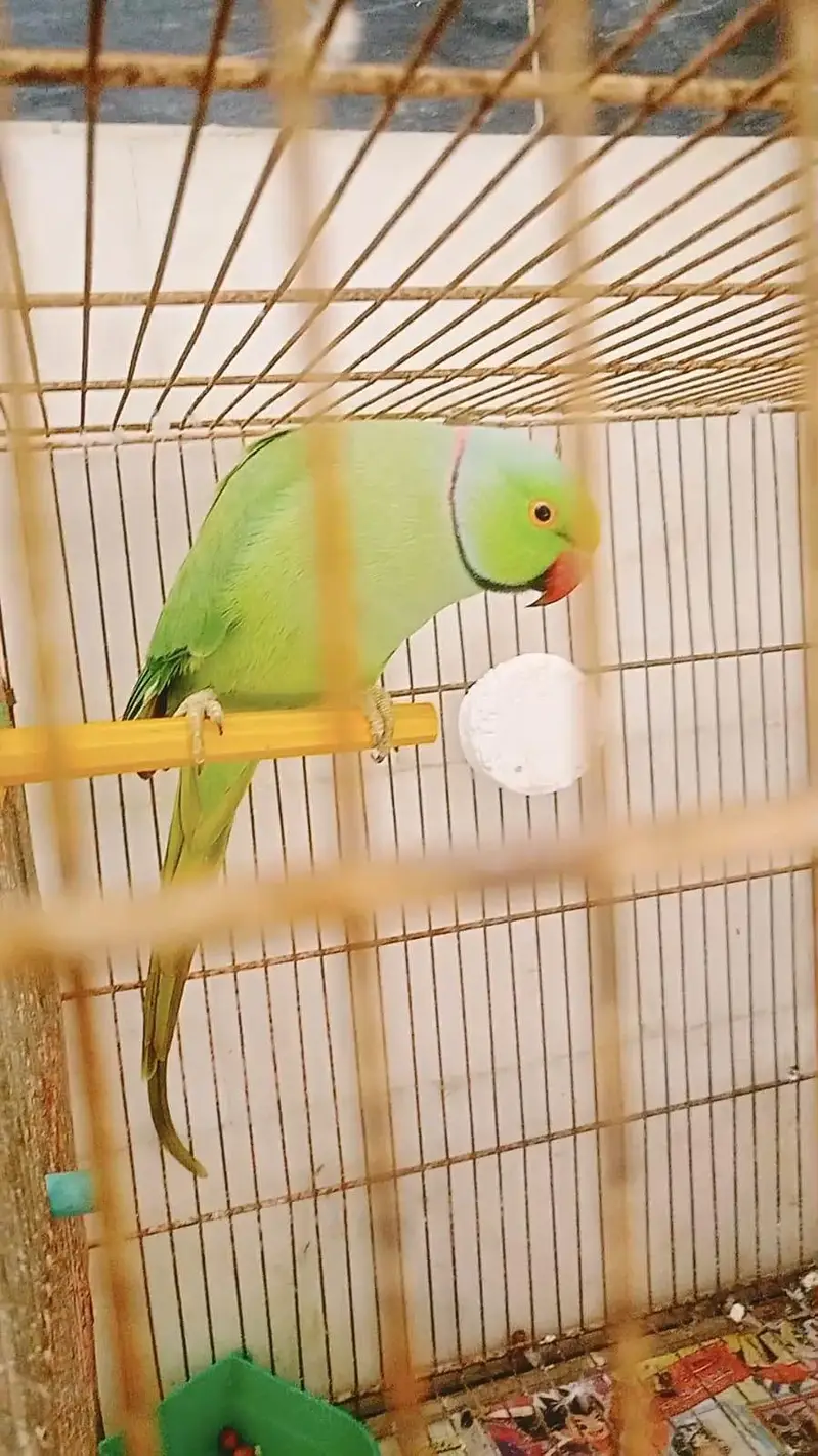 Green ringneck 100% breeder male available — photo 4