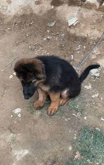 German Shepherd puppy