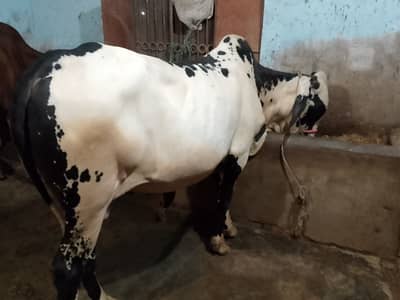 Qurbanii 2027
