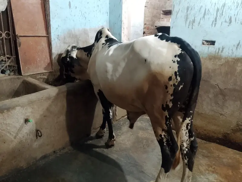 Qurbanii 2027 — photo 3