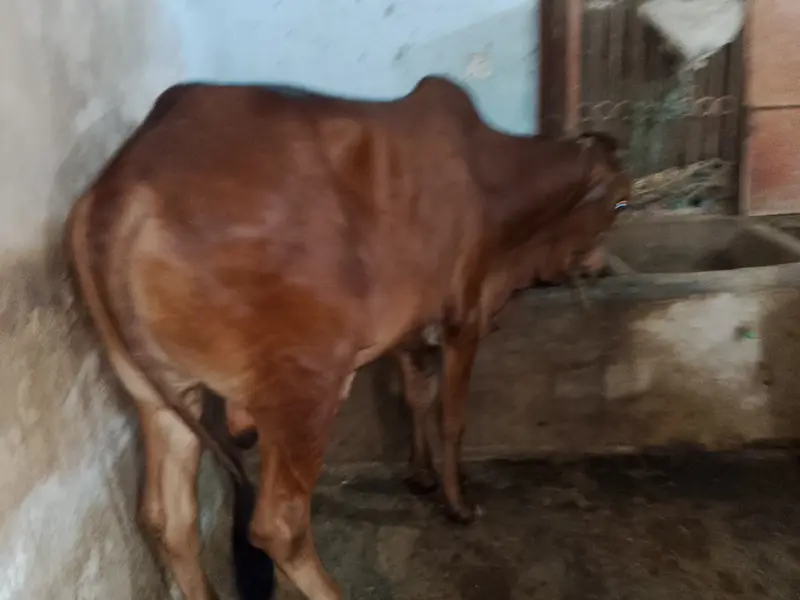 Qurbanii 2027 — photo 6