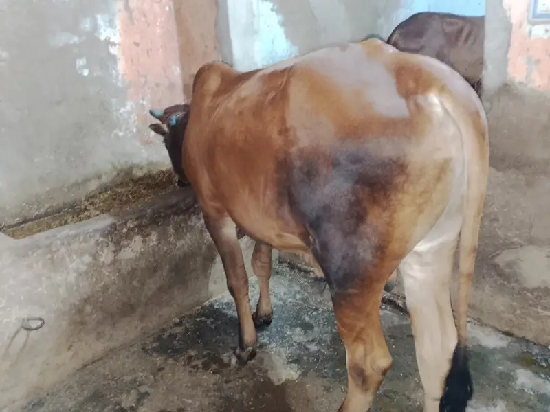 Qurbanii 2027 — photo 9