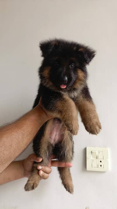 Show Quality German Shepherd Female puppy