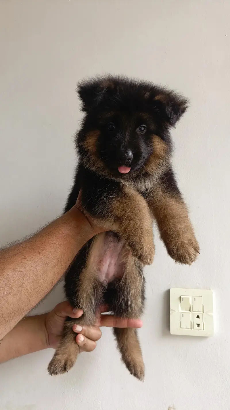 Show Quality German Shepherd Female puppy