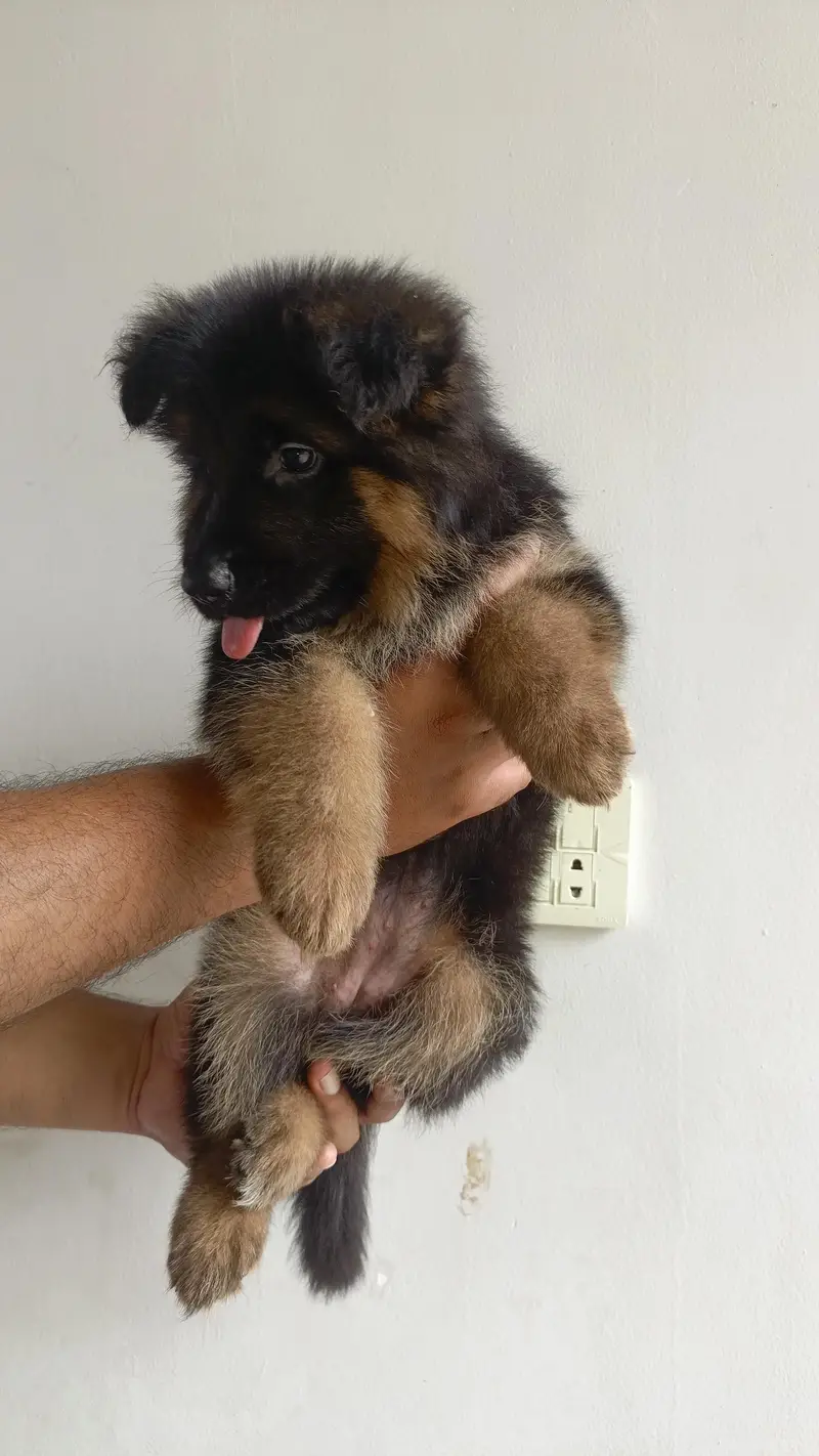 Show Quality German Shepherd Female puppy — photo 4