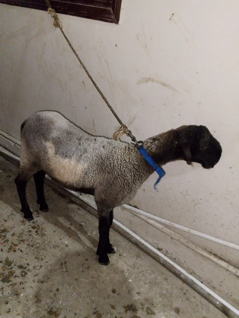 Dumba 4 Month Old — photo 2