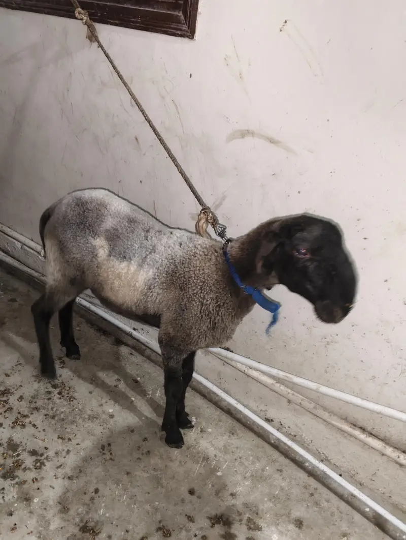 Dumba 4 Month Old — photo 3