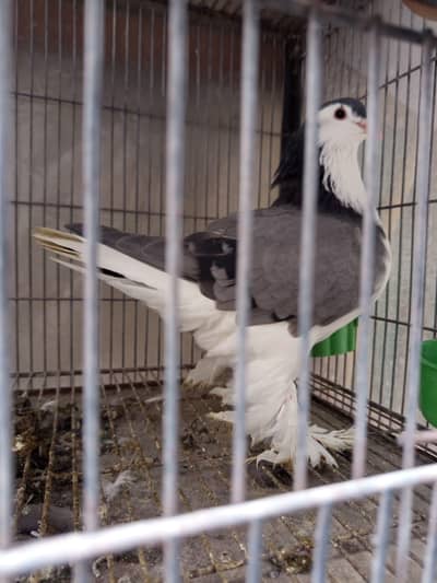 gemaln lahore breed