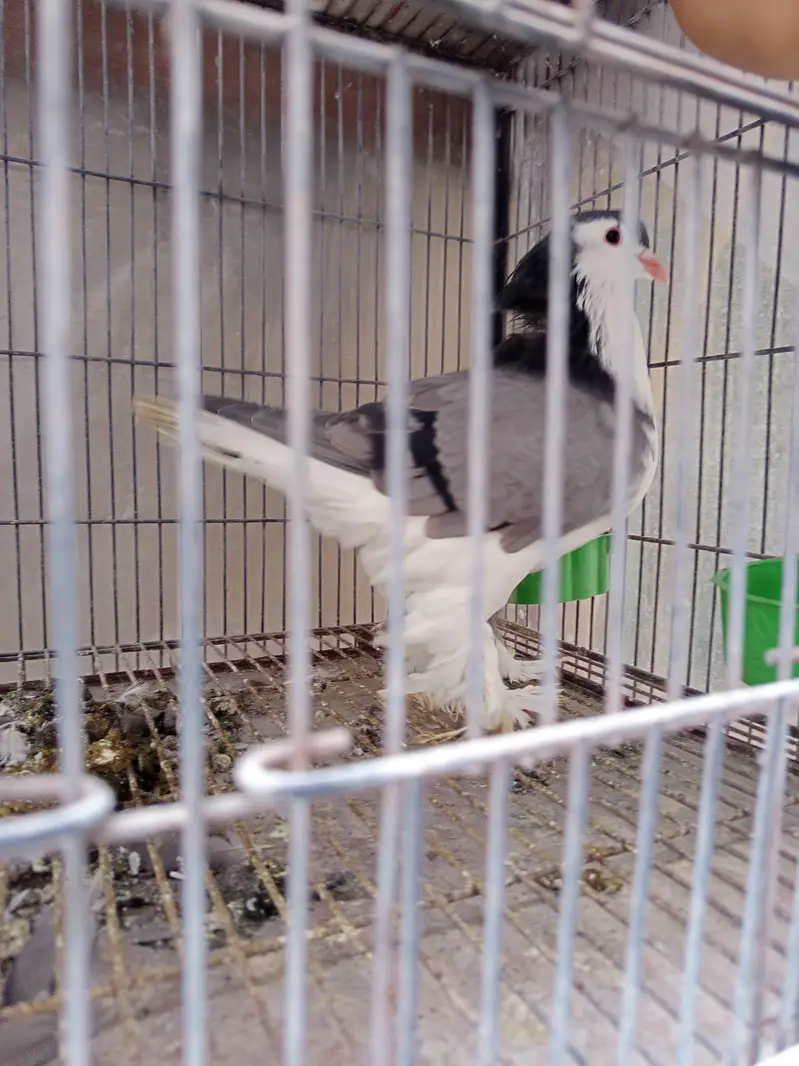 gemaln lahore breed — photo 2