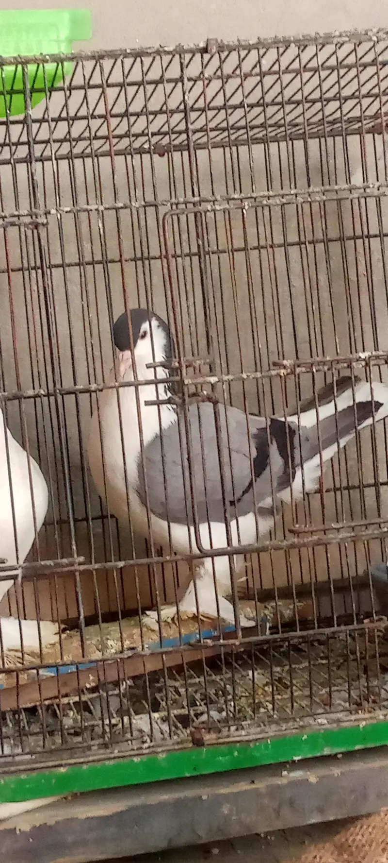 gemaln lahore breed — photo 3
